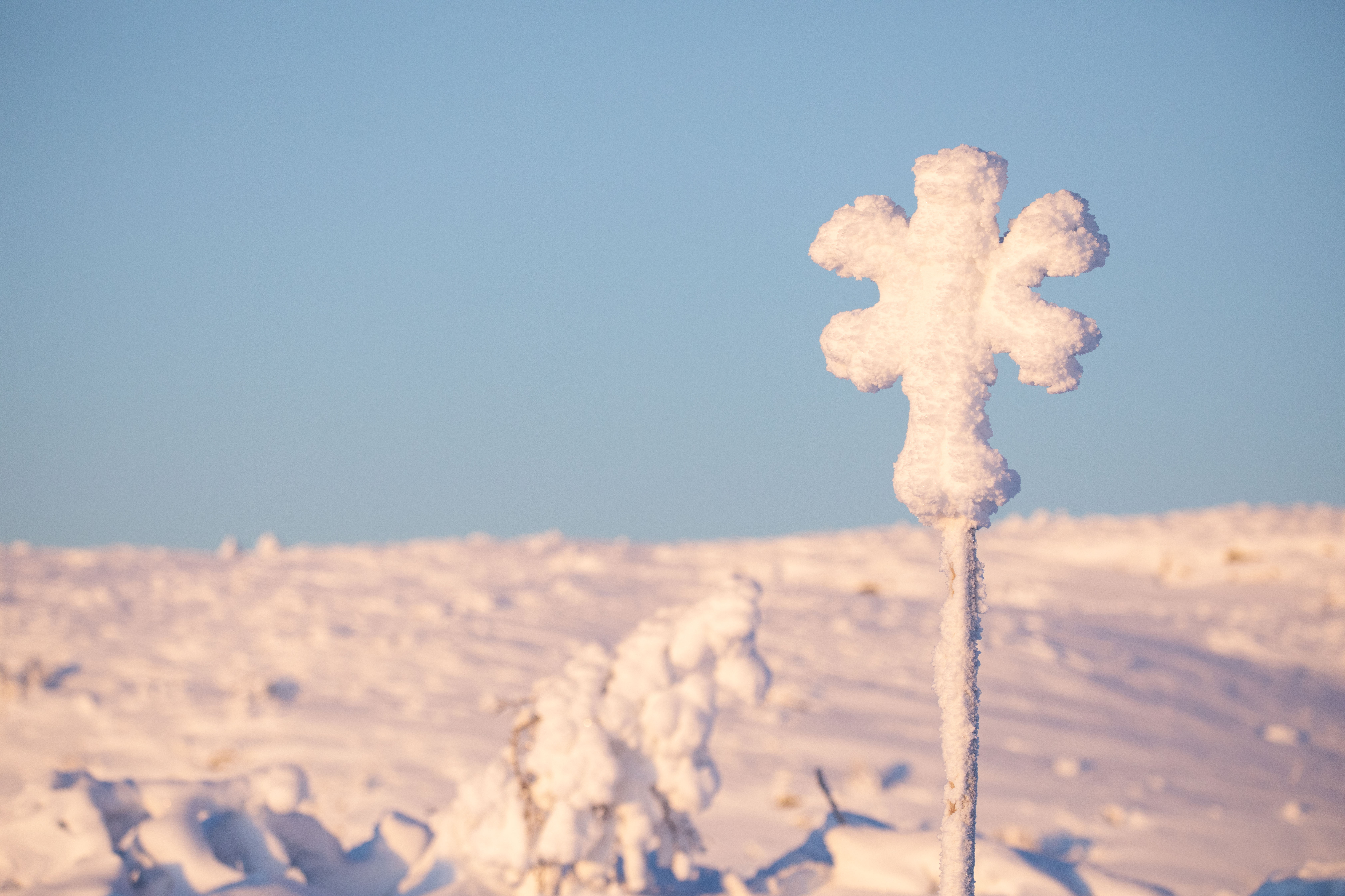 Ledkryss vinter