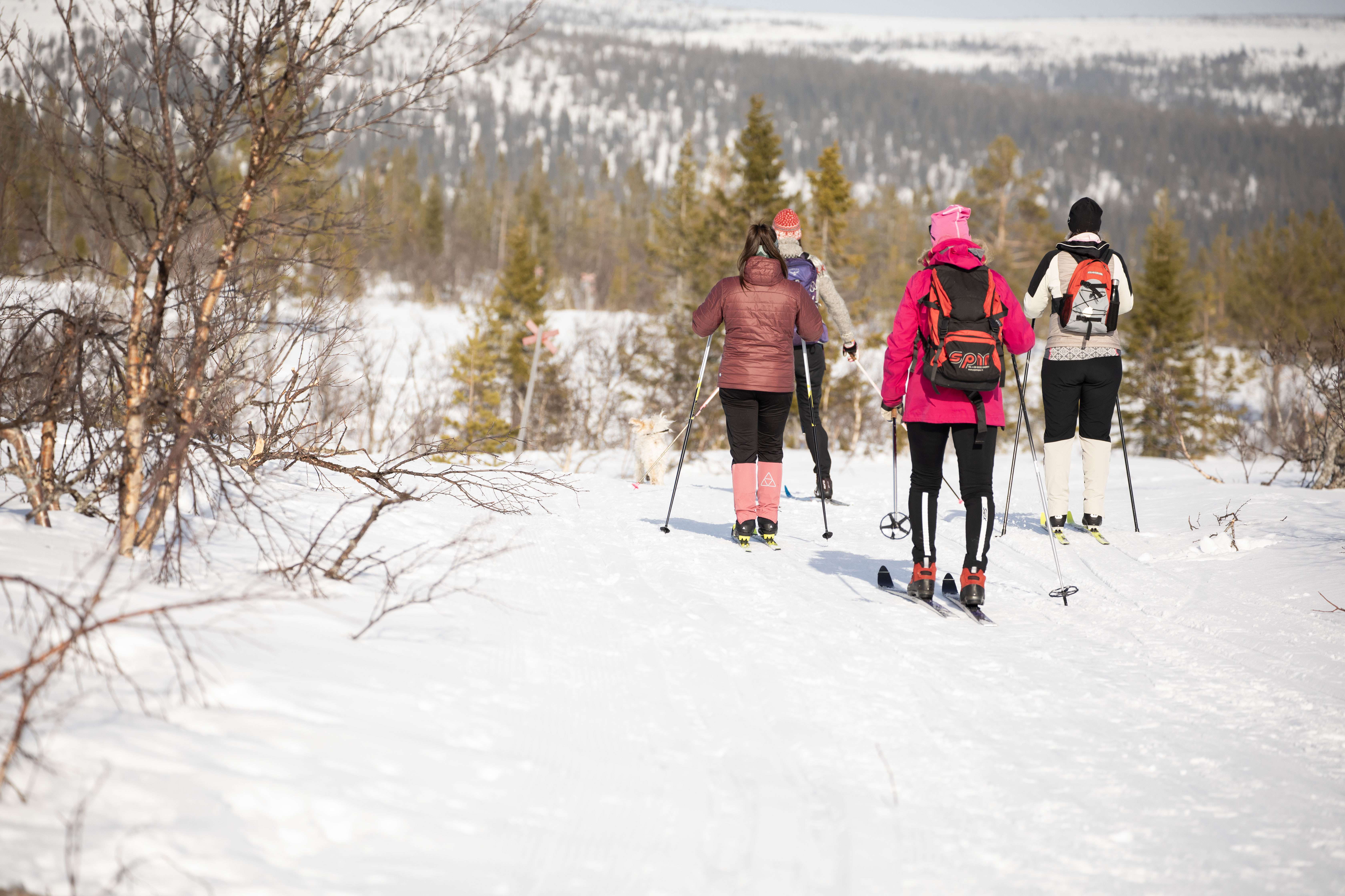 4 turtips i vårvinter