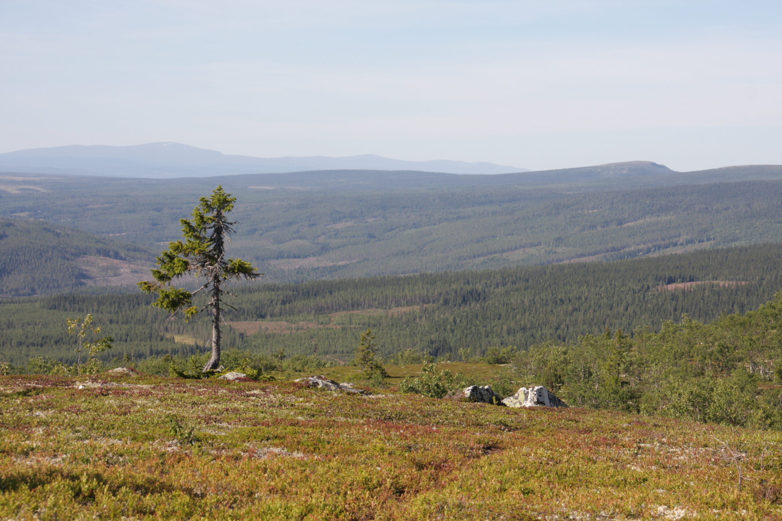 Vidsträckt fjällandskap med en ensam tall och skogsklädda berg i fjärran