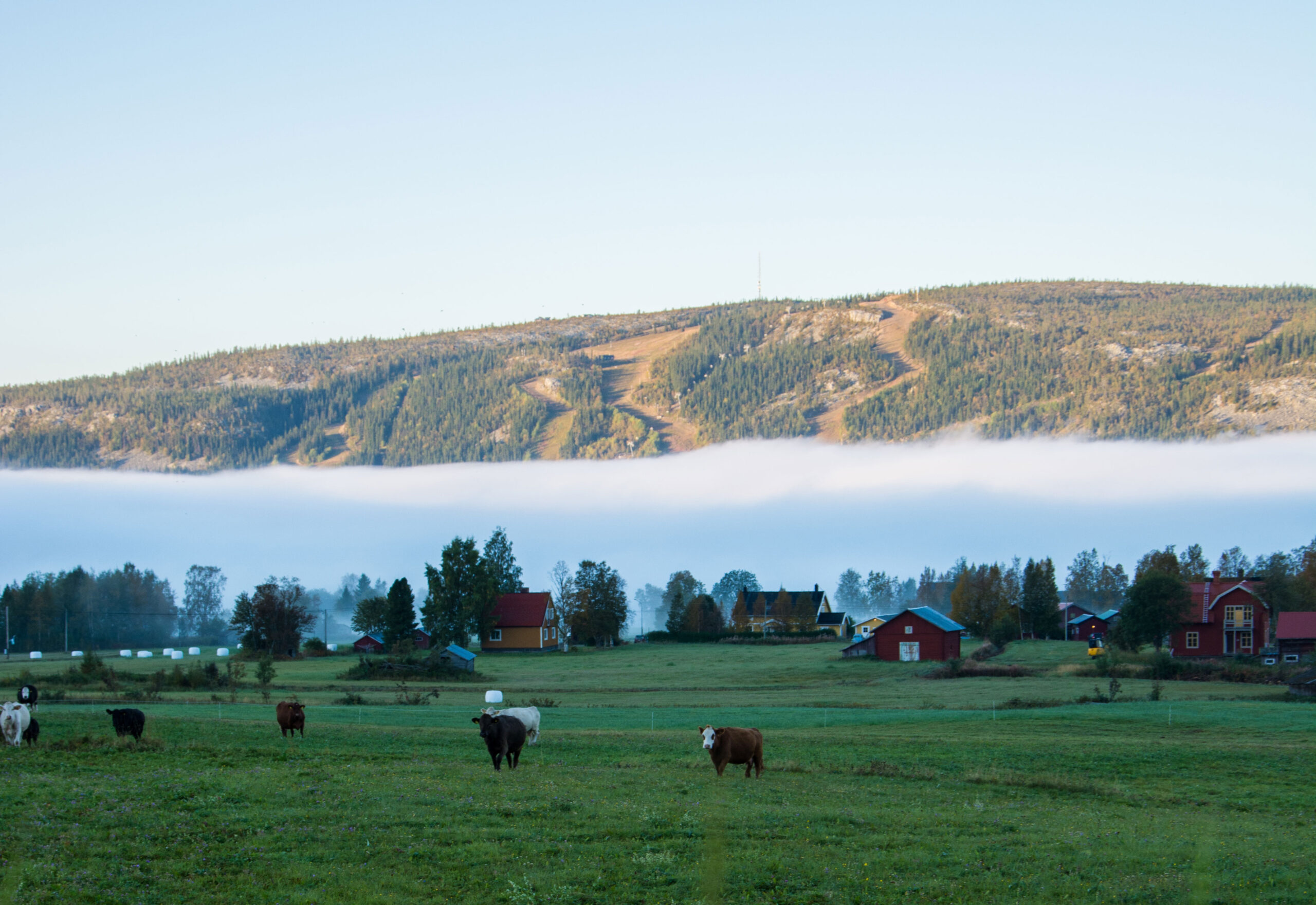 Klövsjö by med betande kor och dimma över sjön, fjällen i bakgrunden