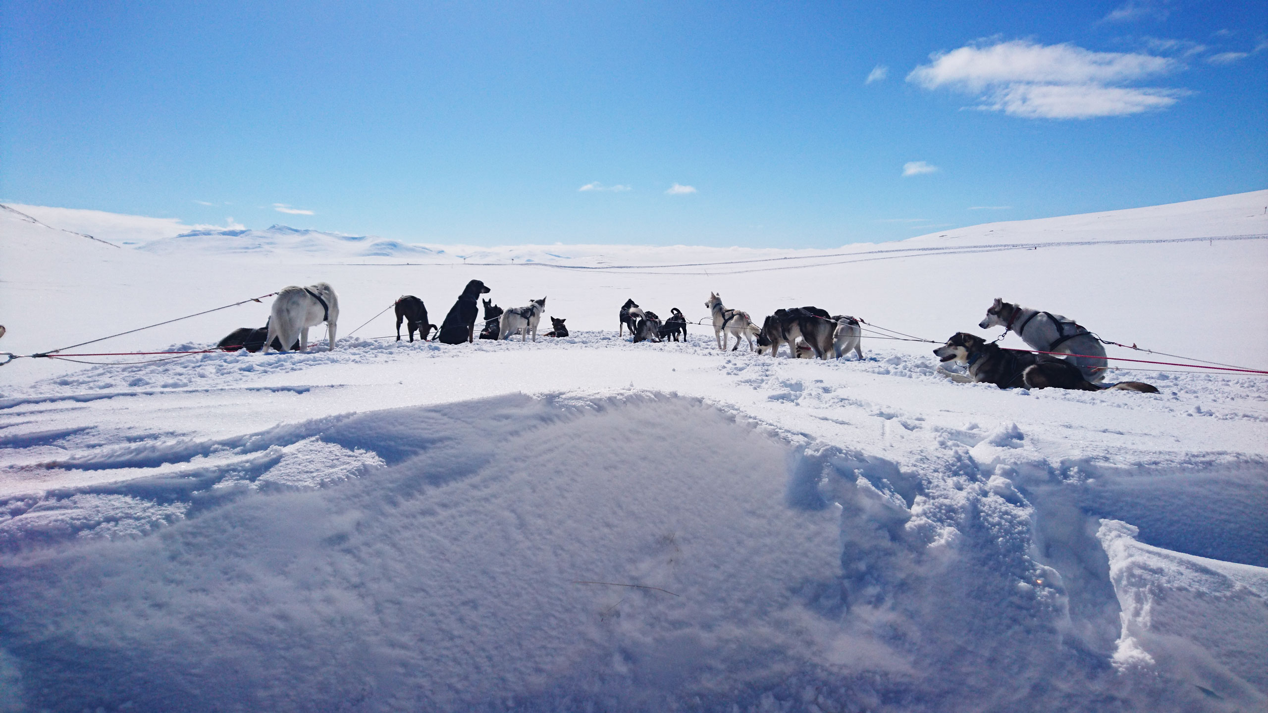 The Howling Dog Farm