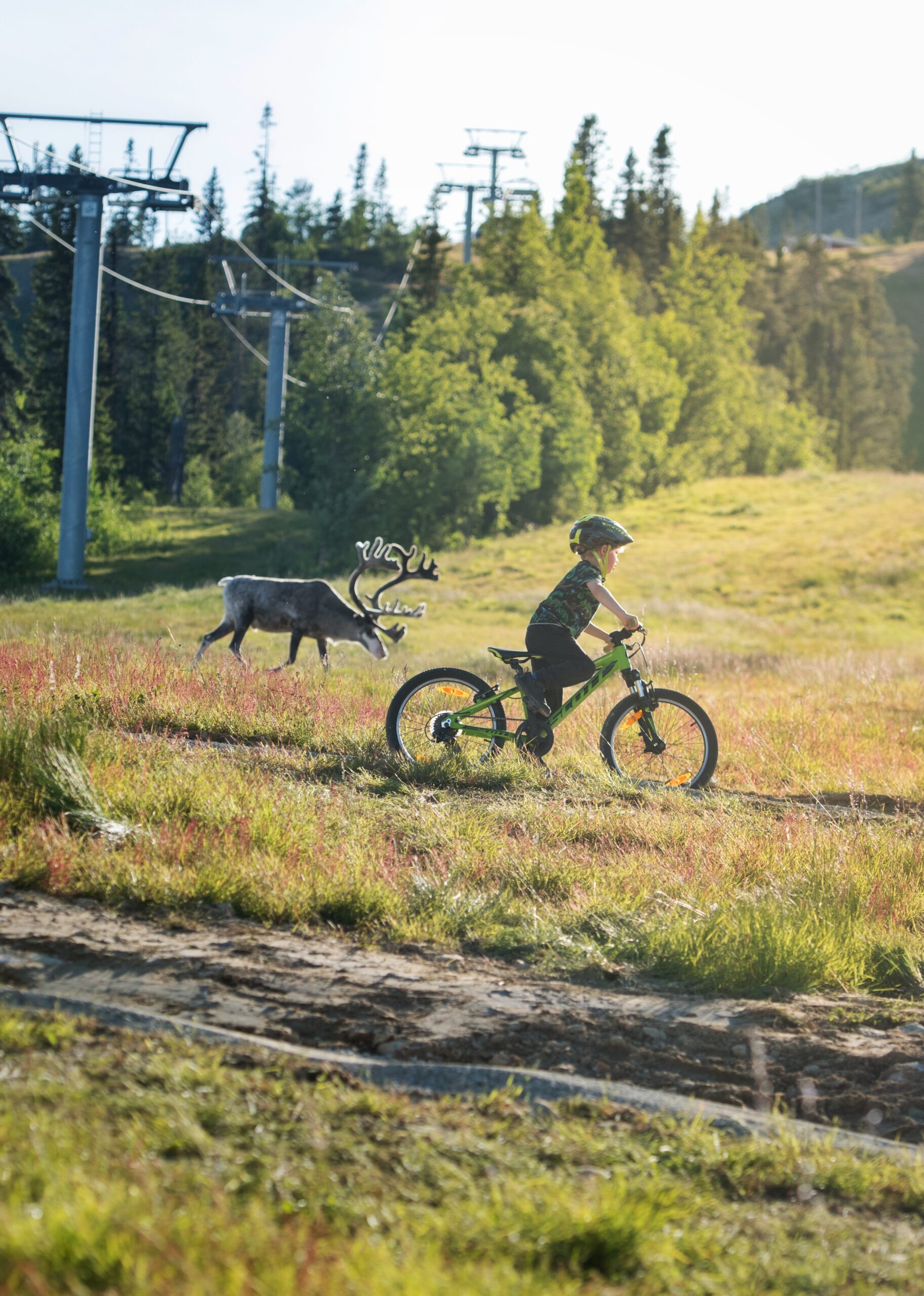 Barn cyklar på en stig genom fjällskogen med en ren i bakgrunden